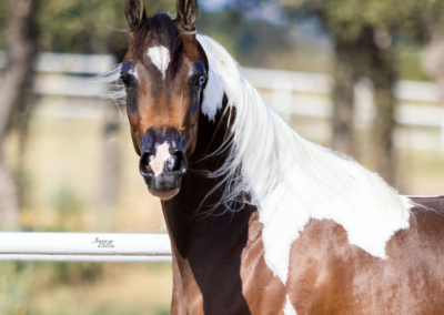 WC Made Ya Look, half-Arabian mare, half-arabian mare for sale, half-arabian halter , half-arabian pinto