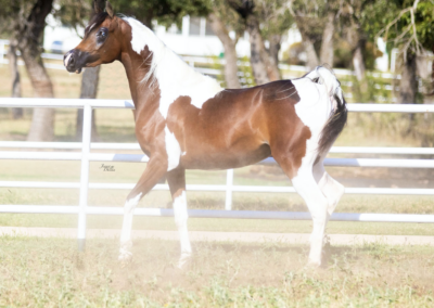 WC Made Ya Look, half-Arabian mare, half-arabian mare for sale, half-arabian halter , half-arabian pinto