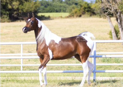 WC Made Ya Look, half-Arabian mare, half-arabian mare for sale, half-arabian halter , half-arabian pinto