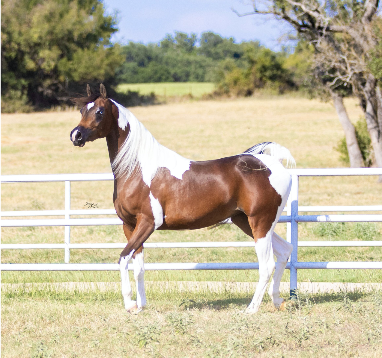 WC Made Ya Look, half-Arabian mare, half-arabian mare for sale, half-arabian halter , half-arabian pinto