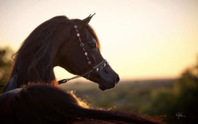 Western Cross Arabians