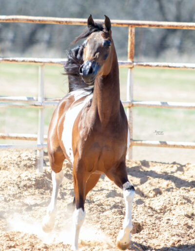 WC Calamity Jane, Half-Arabian mare, half-Arabian mare for sale, ranch riding, western pleasure