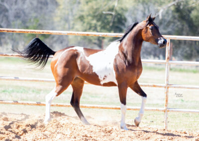 WC Calamity Jane, Half-Arabian mare, half-Arabian mare for sale, ranch riding, western pleasure