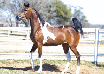 WC Calamity Jane, Half-Arabian mare, half-Arabian mare for sale, ranch riding, western pleasure