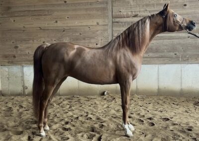 Giulia RL, Arabian mare, Arabian ranch riding, Arabian ranch riding mare for sale