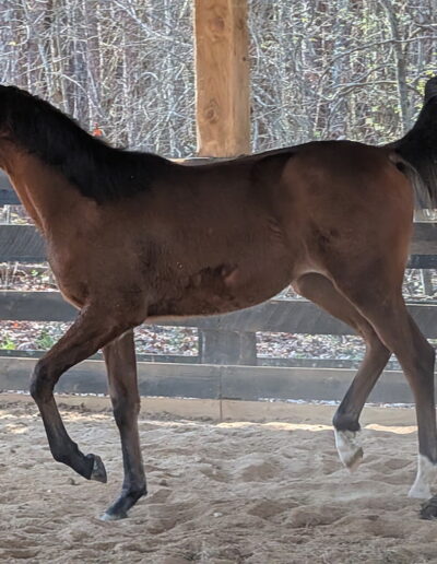 CAF Marcos Rockette, half-Arabian filly, half-Arabian Sporthorse