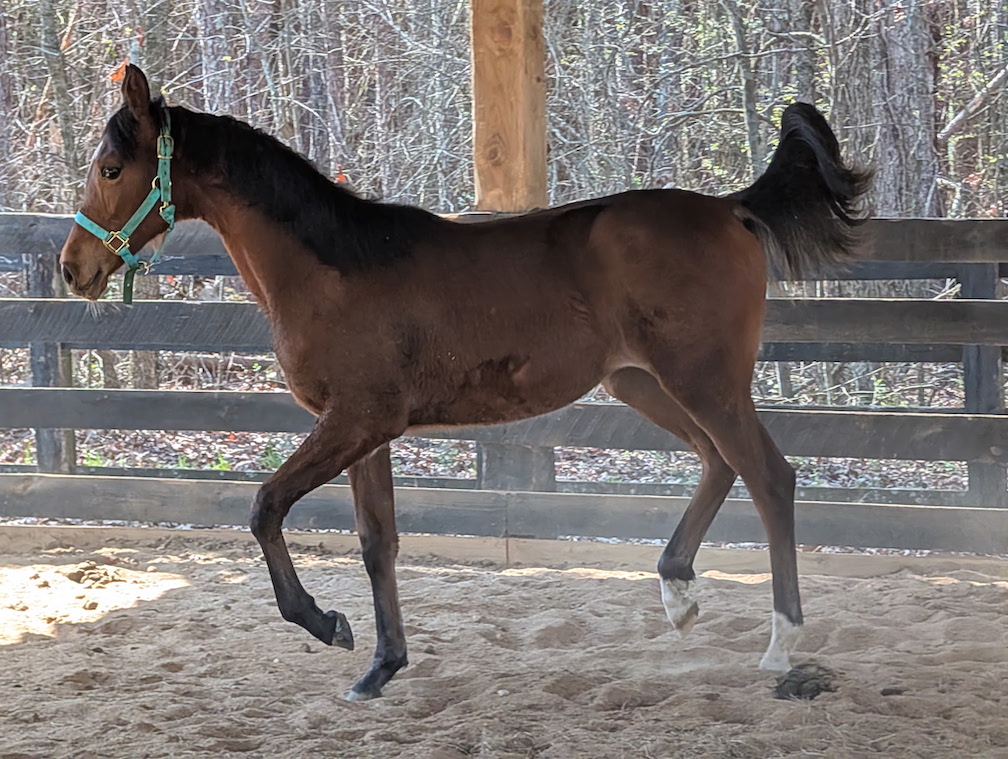 CAF Marcos Rockette, half-Arabian filly, half-Arabian Sporthorse