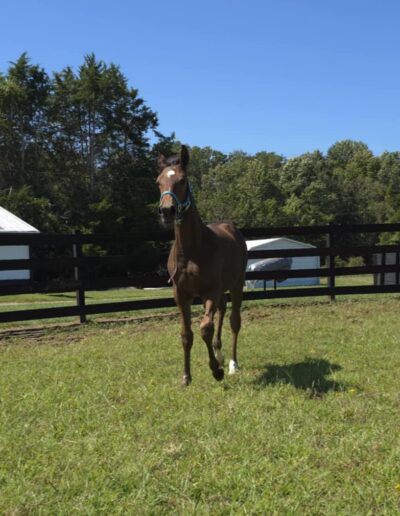 CAF Marcos Rockette, half-Arabian filly, half-Arabian Sporthorse