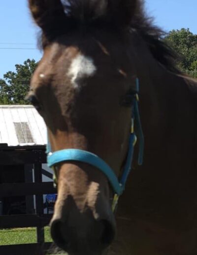 CAF Marcos Rockette, half-Arabian filly, half-Arabian Sporthorse