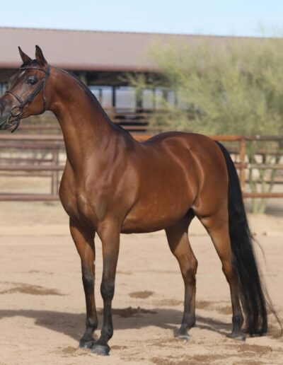 Arturo RCF, arabian gelding, arabian gelding for sale, arabian hunter pleasure, arabian sporthorse