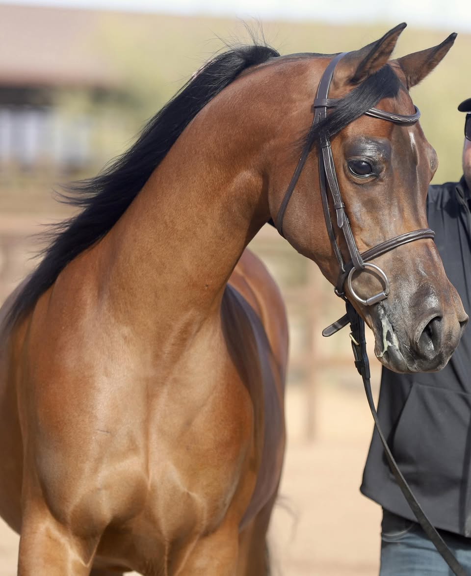 Arturo RCF, arabian gelding, arabian gelding for sale, arabian hunter pleasure, arabian sporthorse