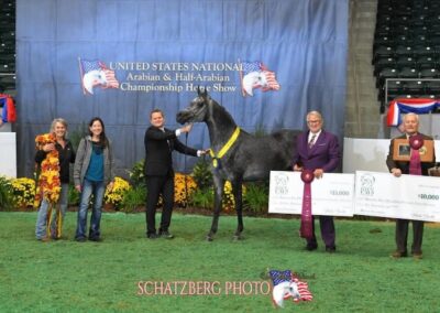 Kashmir WW, Arabian colt for sale, Arabian futurity colt