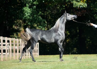Kashmir WW, Arabian colt for sale, Arabian futurity colt