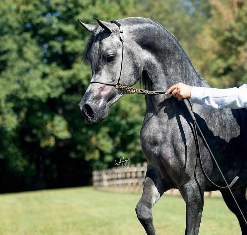 Kashmir WW, Arabian colt for sale, Arabian futurity colt