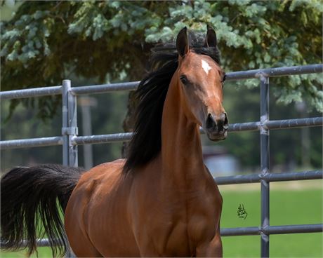 Arturo RCF, arabian gelding, arabian gelding for sale, arabian hunter pleasure, arabian sporthorse