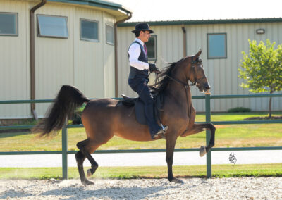 Guinevere CRF
