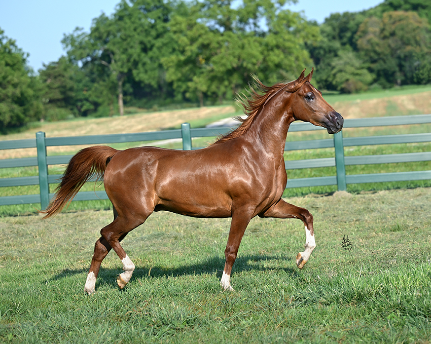 HFA Valentino