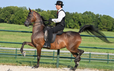 Guinevere CRF