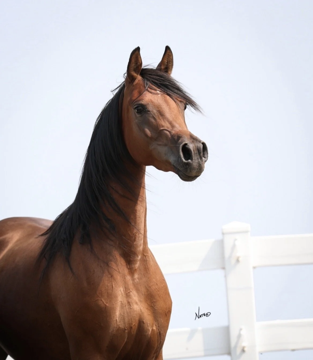 Maariposa BVA, arabian mare, arabian mare for sale, arabain broodmare for sale