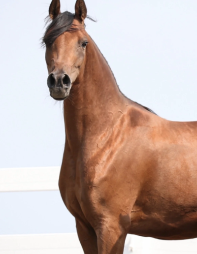 Maariposa BVA, arabian mare, arabian mare for sale, arabain broodmare for sale
