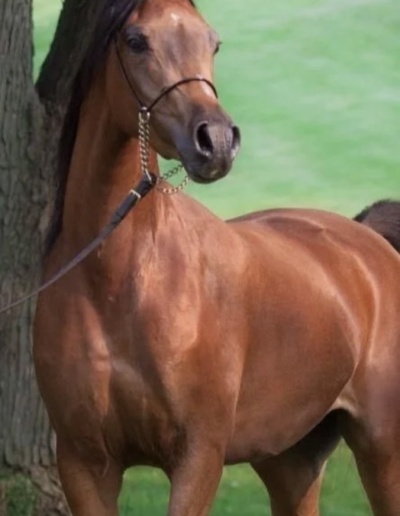 Maariposa BVA, arabian mare, arabian mare for sale, arabain broodmare for sale