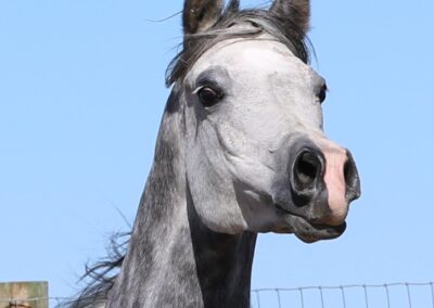 Arabian mare. Arabian mare for sale, Arabian broodmare, Arabian Broodmare for sale